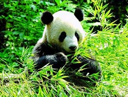 Ya’an Bifengxia Panda Base