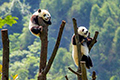Plan Panda Tour