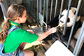 How to Volunteer Pandas in China