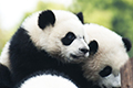 Places to See Pandas in China