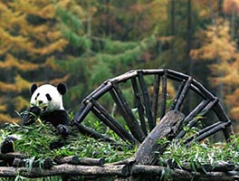 Wolong Panda Base