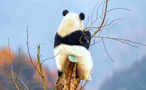 Shenshuping Base Volunteer Panda Feeding
